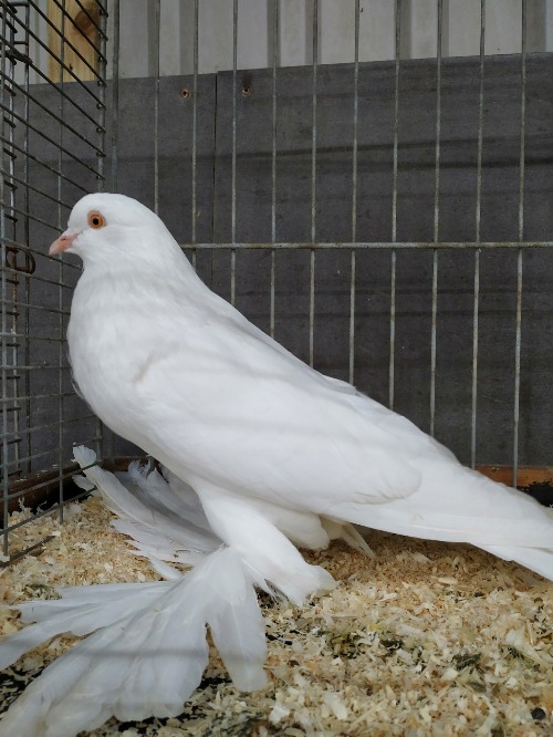 IJsselviedtshow 2023